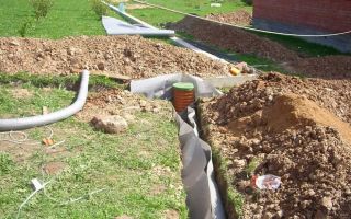 Тайны Hemiblabera brunneri: Удивительные факты о панамском таракане