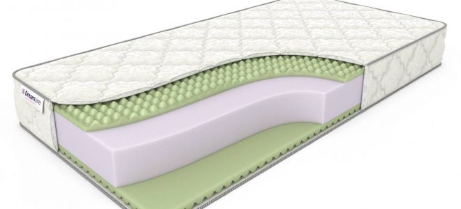 Куда уходит серая жаба: загадки зимовки наших маленьких друзей