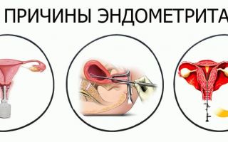 Узнайте больше о сазимае: таинственном птицееде амазонских лесов