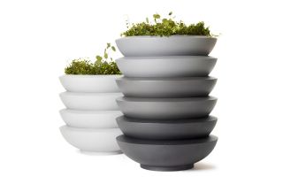 Морская кобра: Величественная Хозяинка Океана