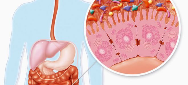 Загадочный мир Heteroscodra maculata: Пауки, которых стоит бояться и любить
