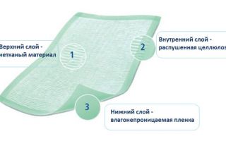 Поцелуй опасности: Исследуем мир экзотичного паука Poecilotheria fasciata