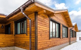 Жук-знахарь: маленький доктор природы